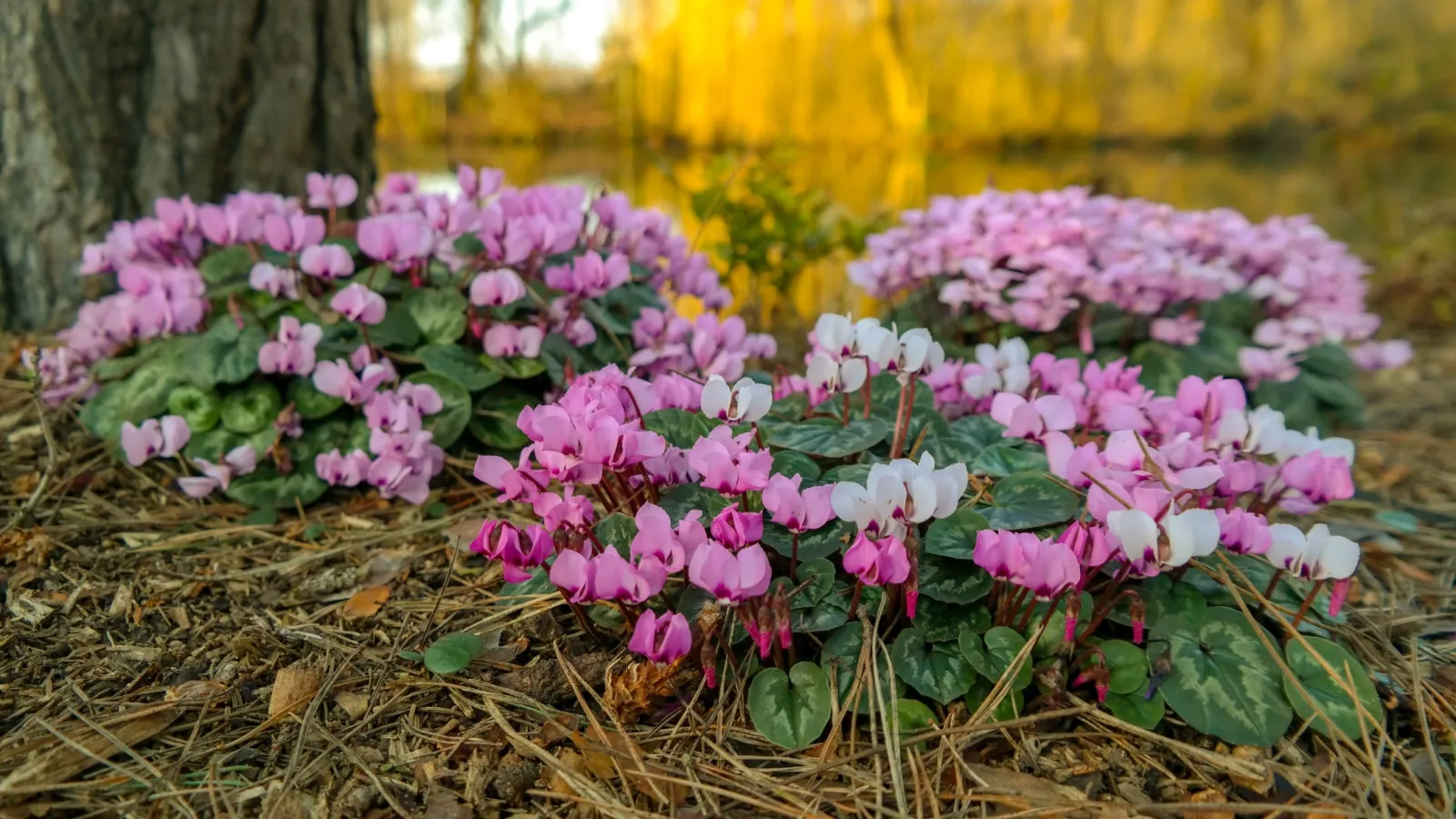 a group of flowers