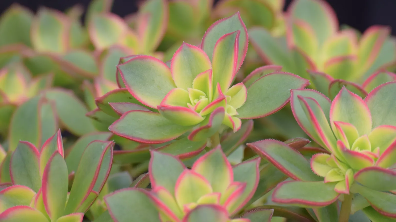 Close-up of green succulent plants with pink-edged leaves against a dark background.