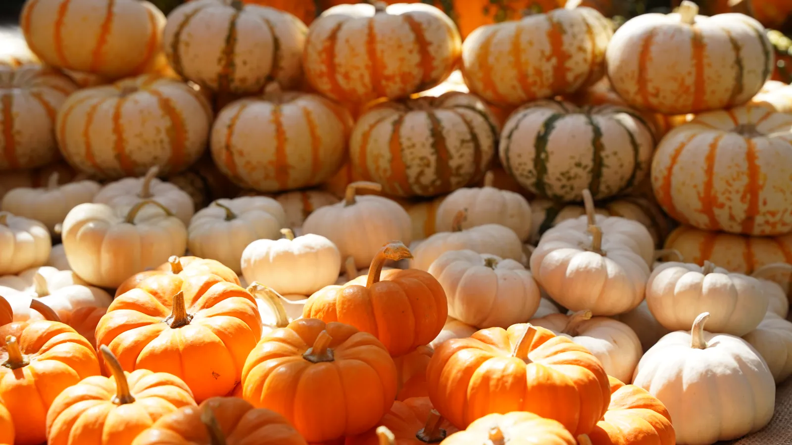 a pile of pumpkins sitting on top of a table