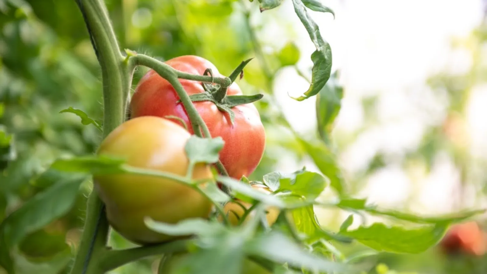 a group of tomatoes growing on a plant