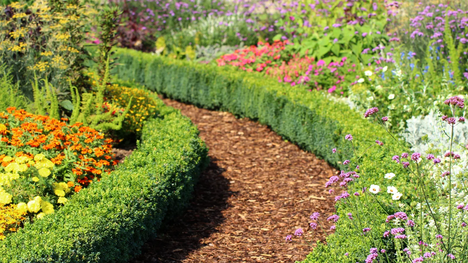 a small garden with boxwood mulch and flowers