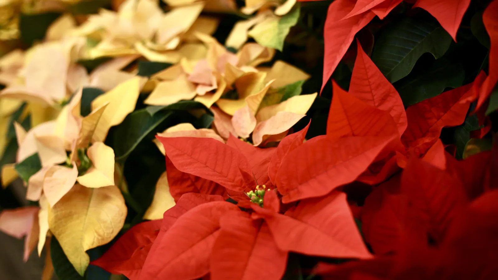 a close up of red leaves