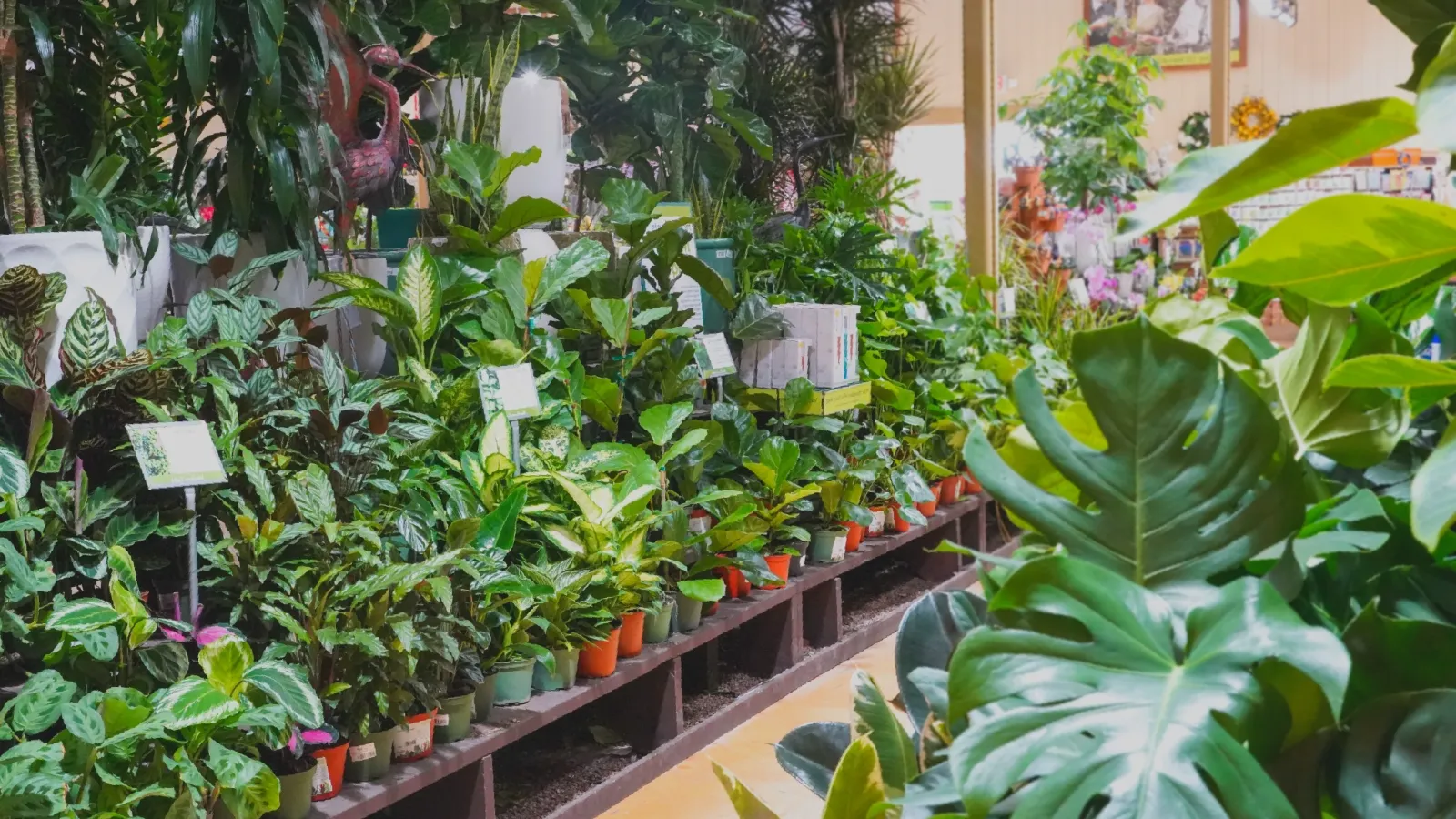 a room with plants and a window
