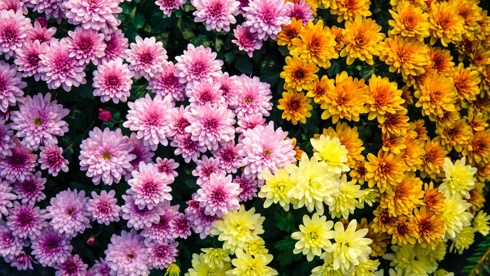 a group of flowers