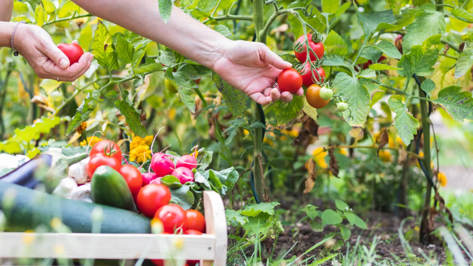 a hand picking tomatoes from a vine