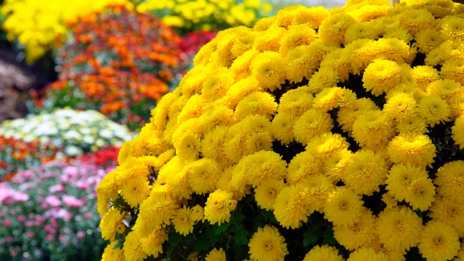 a close up of a flower