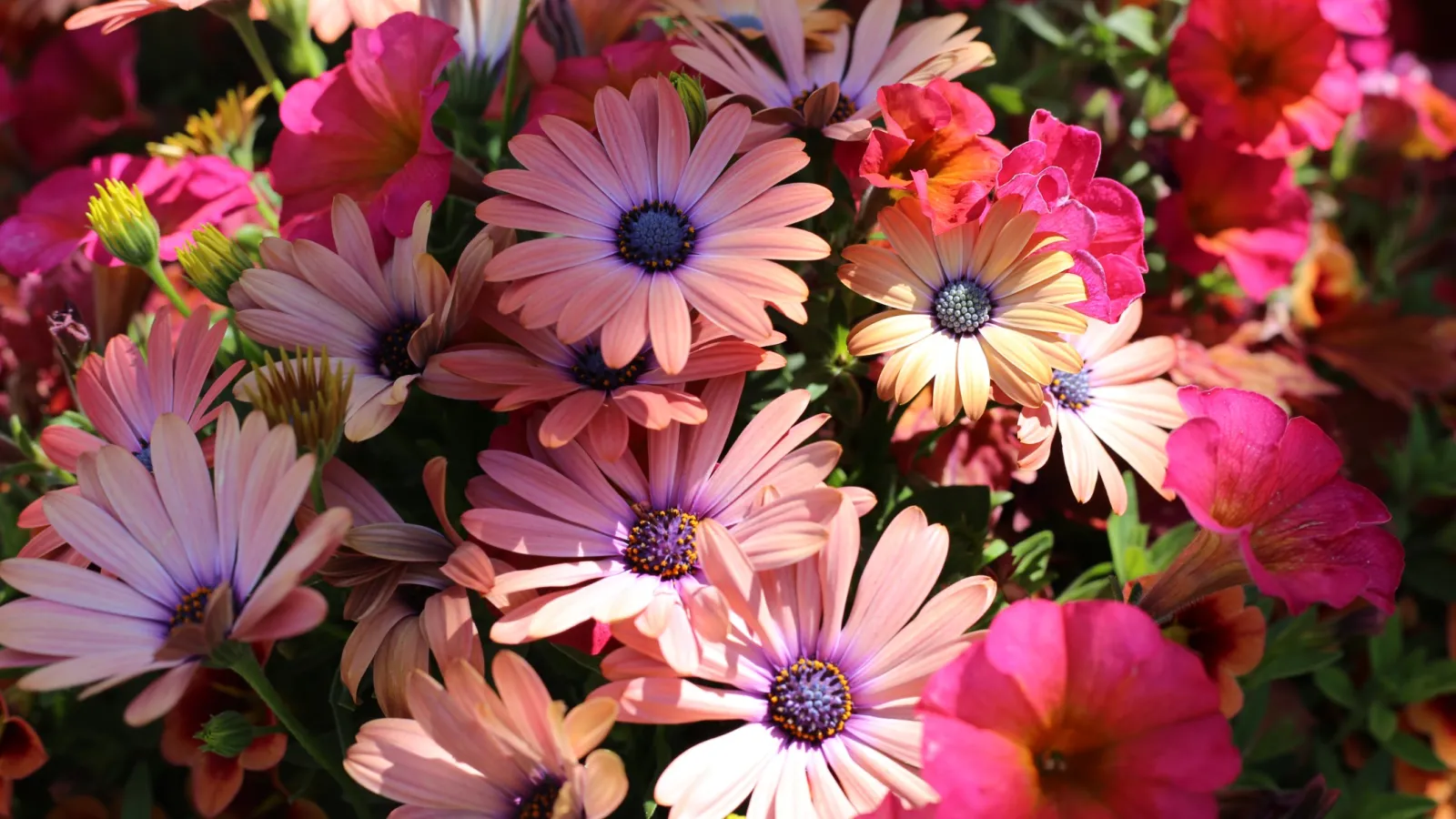 Close-up of pink and purple daisies mixed with bright pink petunias in sunlight with green foliage background.