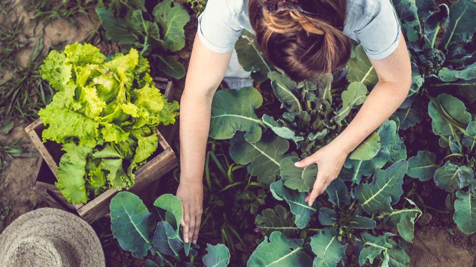 a person picking up a plant