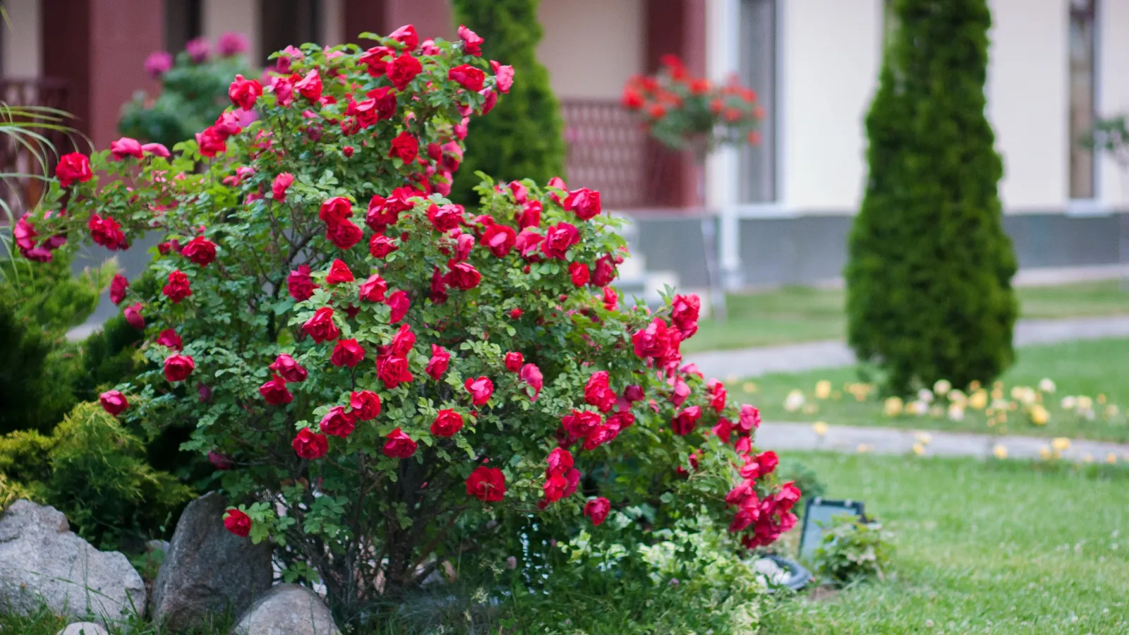 a bush with red flowers