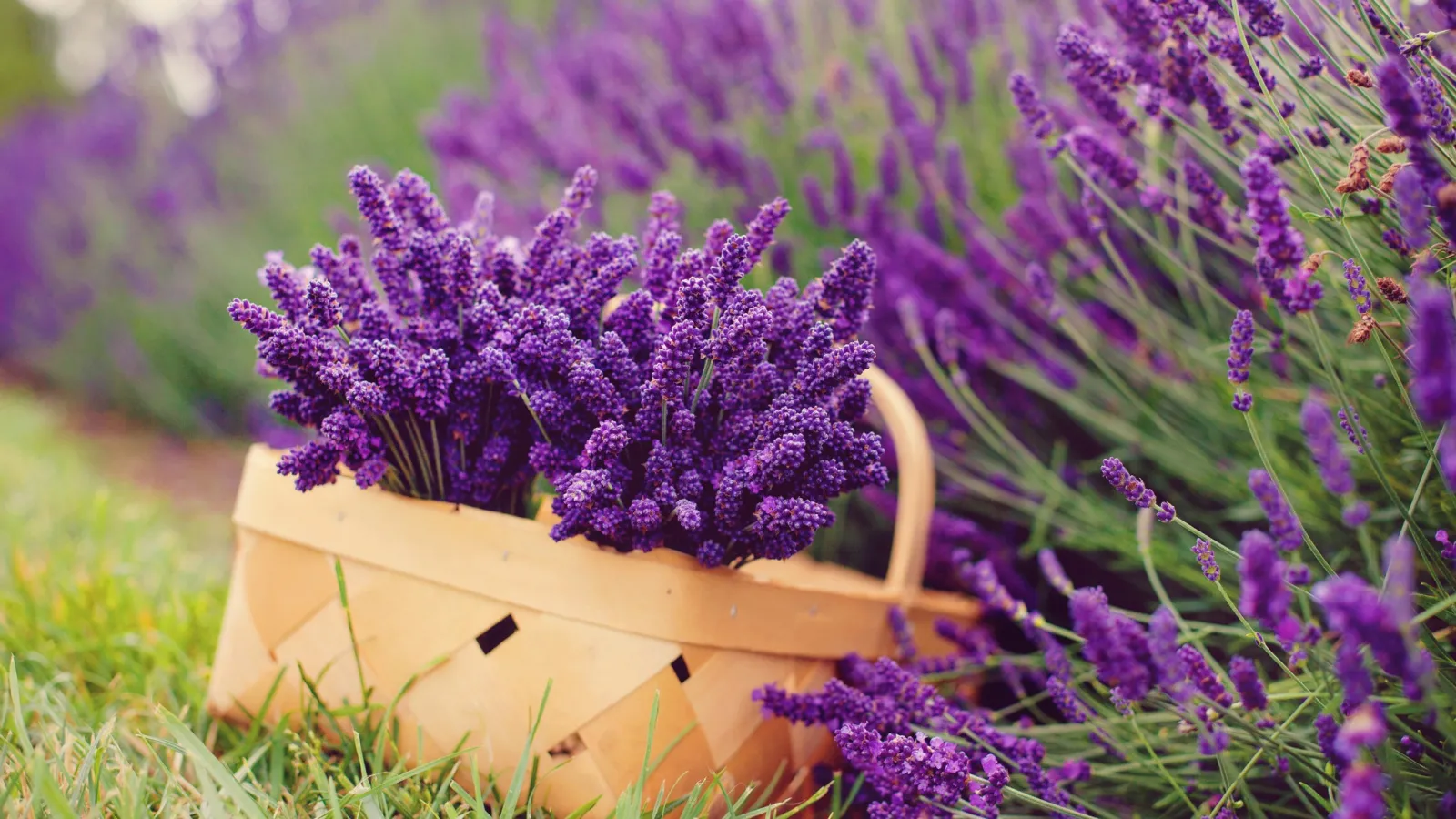 a basket of purple flowers