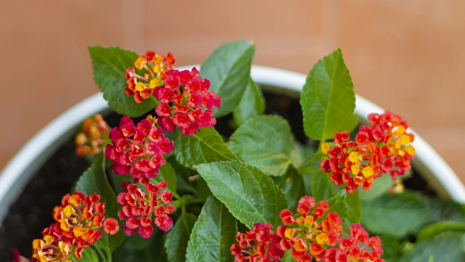 drought tolerant, pollinator plant red lantana in a white pot