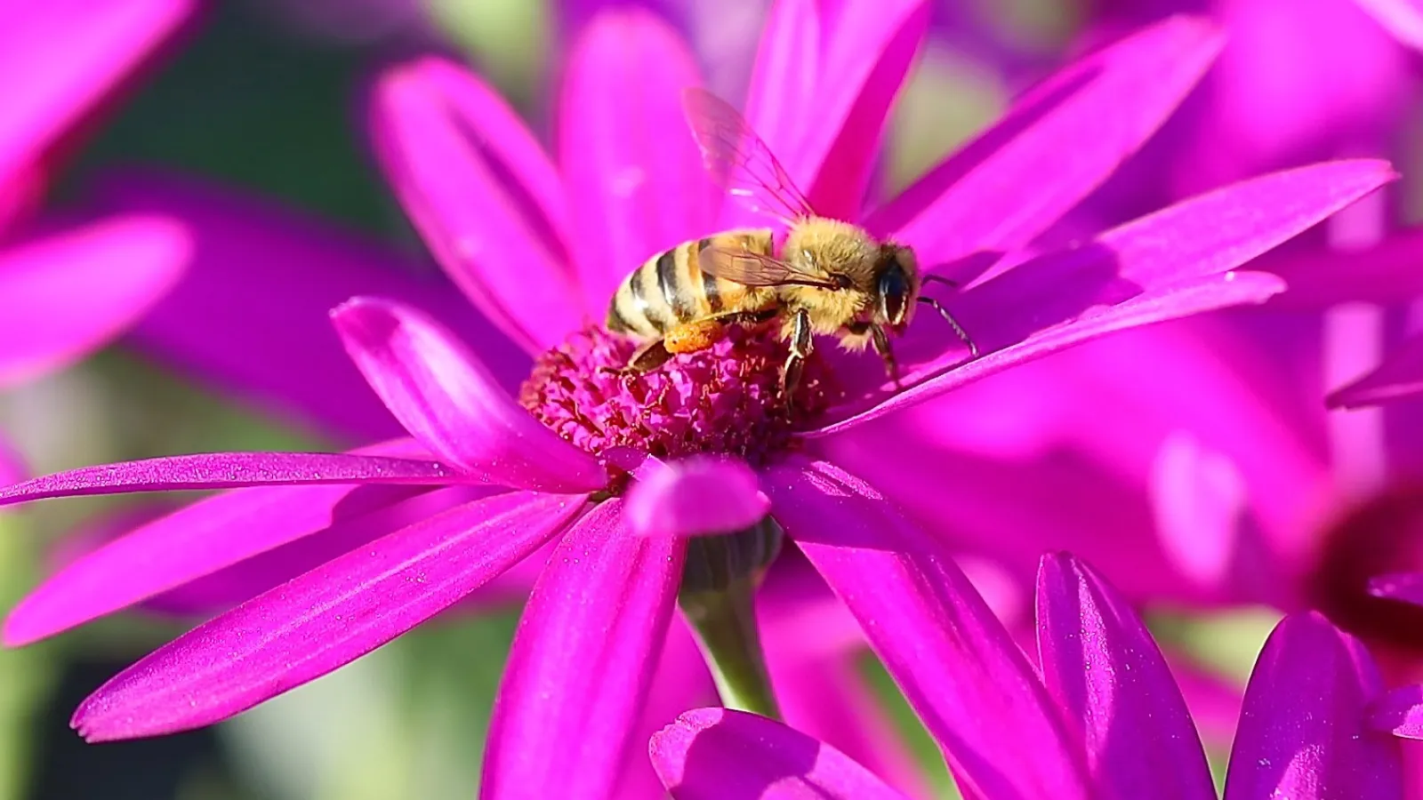 a bee on a flower