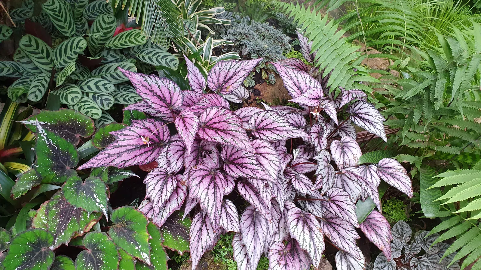 Variety of colorful tropical plants with vibrant purple, green, and patterned leaves in a lush garden setting