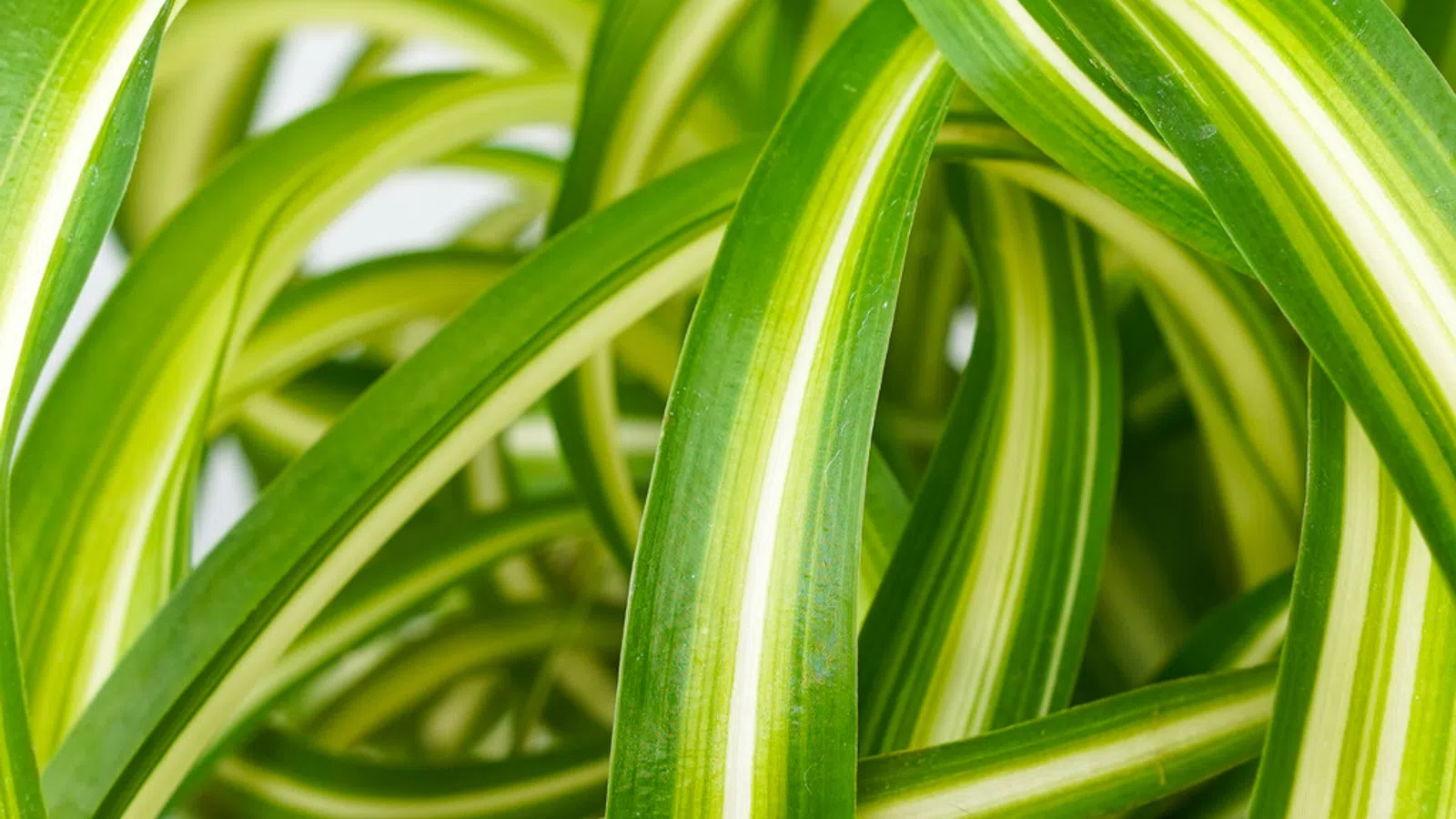 Close-up of vibrant green spider plant leaves with white stripes curling and overlapping tightly.