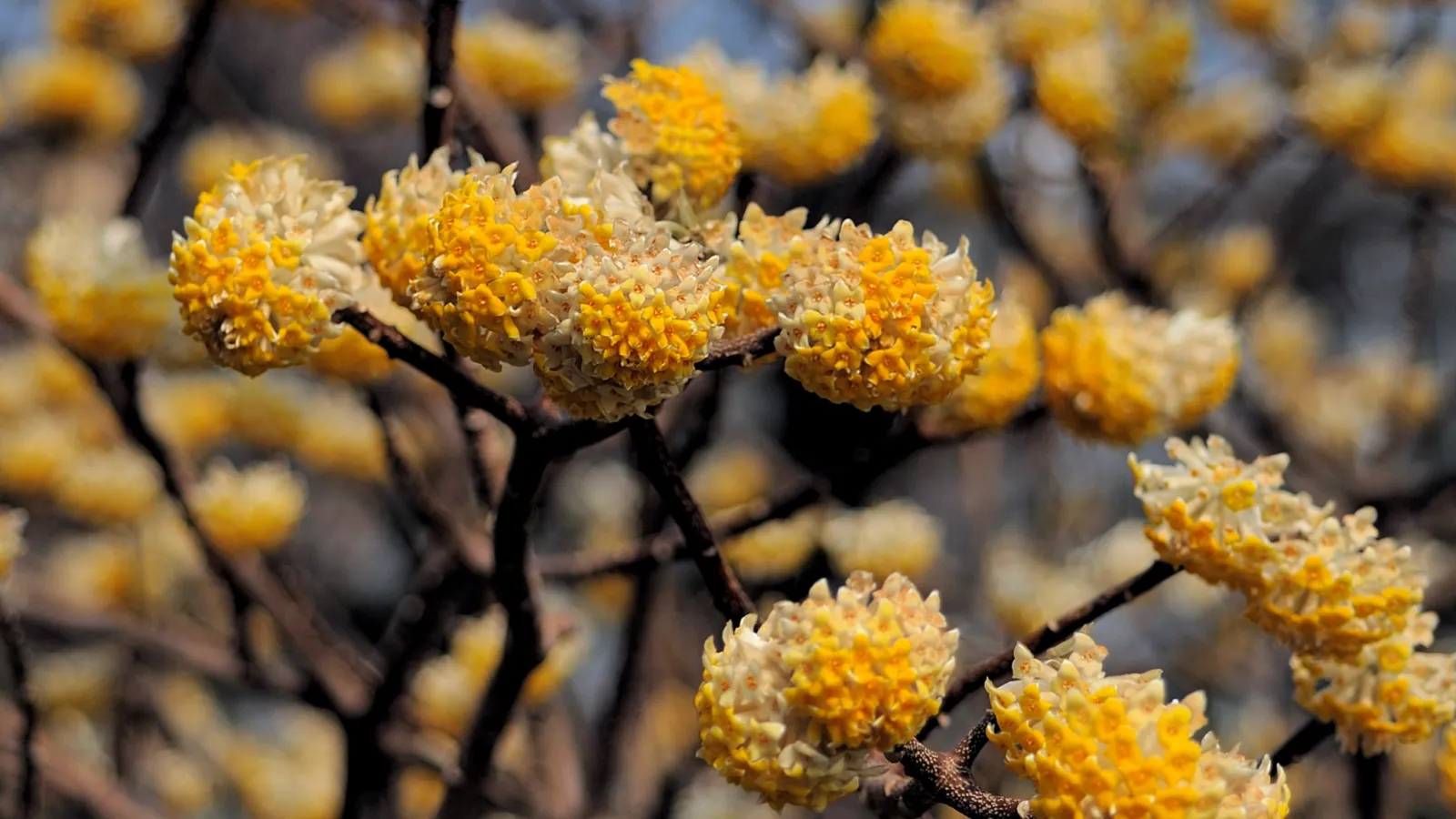 Close-up of yellow and white clustered flowers blooming on dark brown branches in soft sunlight.
