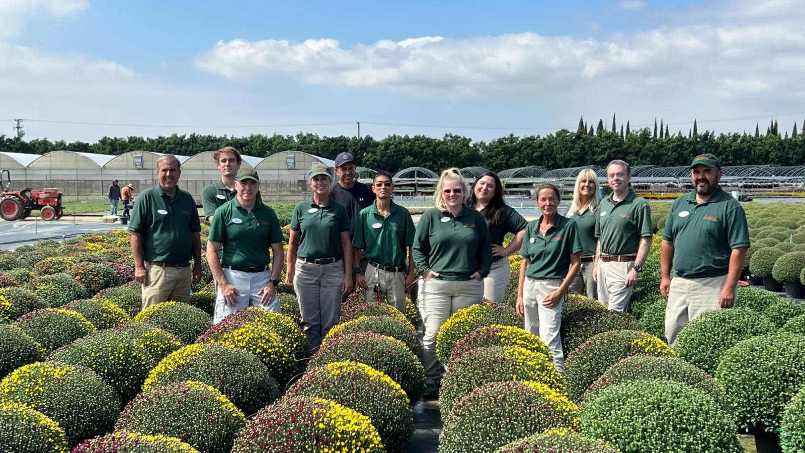 Group of nursery workers standing among rows of flowering chrysanthemum plants in a sunny greenhouse farm.