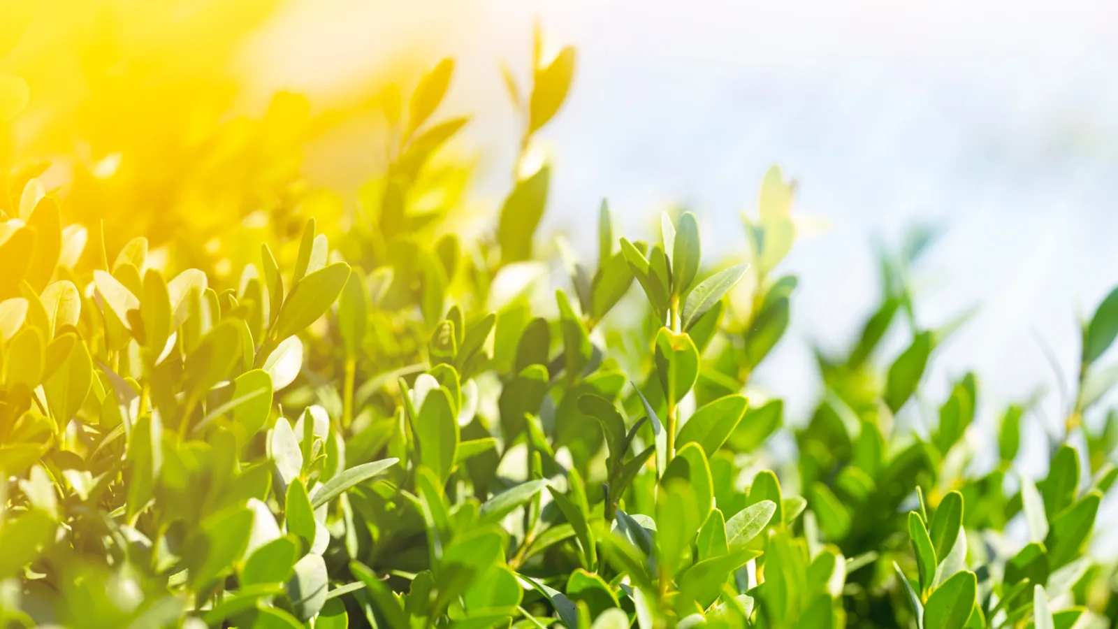 Close-up of green leaves bathed in warm sunlight with a blurred sky background, representing nature and growth.