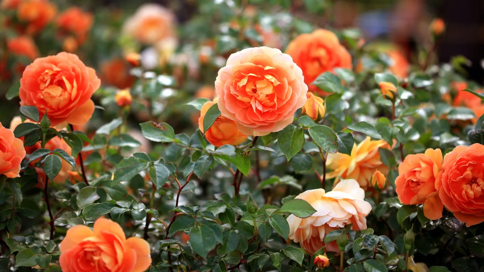 Vibrant orange roses blooming amidst lush green leaves in a garden setting with natural light.