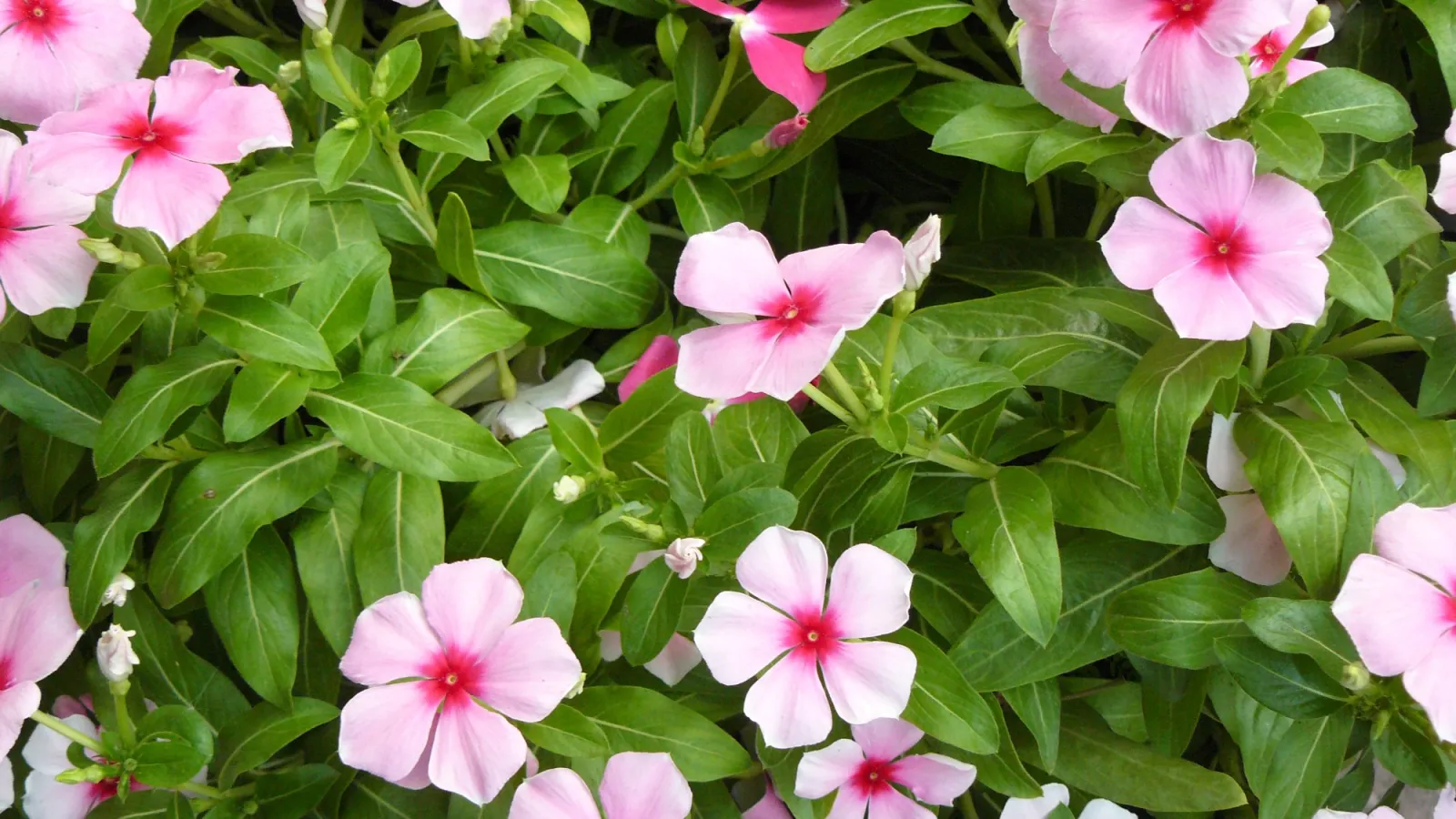Bright pink and white periwinkle flowers with vibrant green leaves in full bloom outdoors.