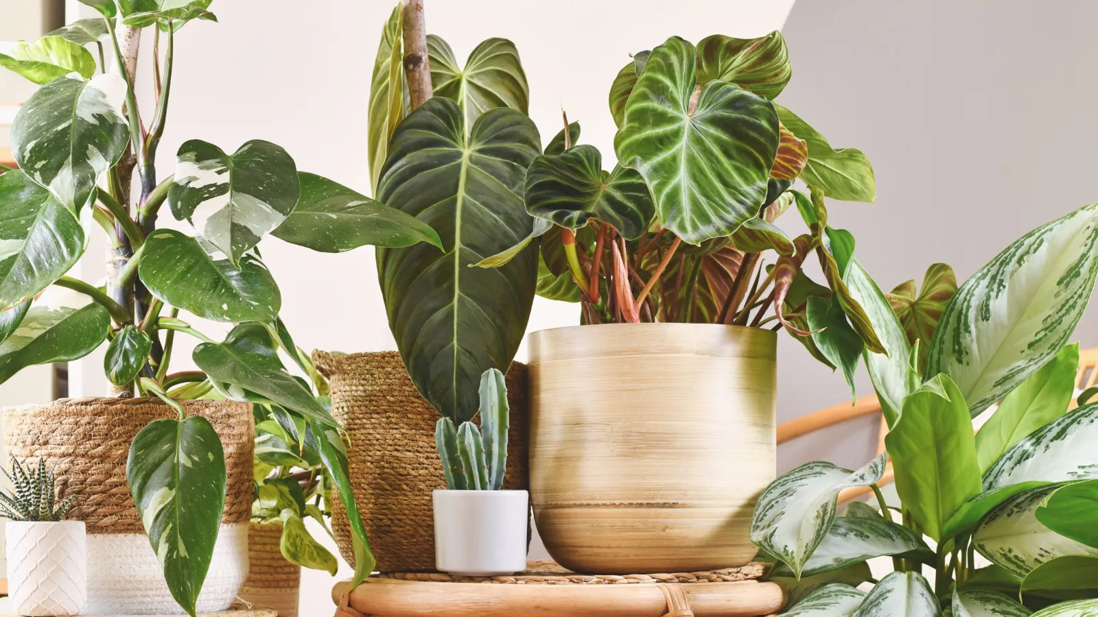 Various potted green houseplants arranged on wicker furniture with natural light in a cozy indoor setting