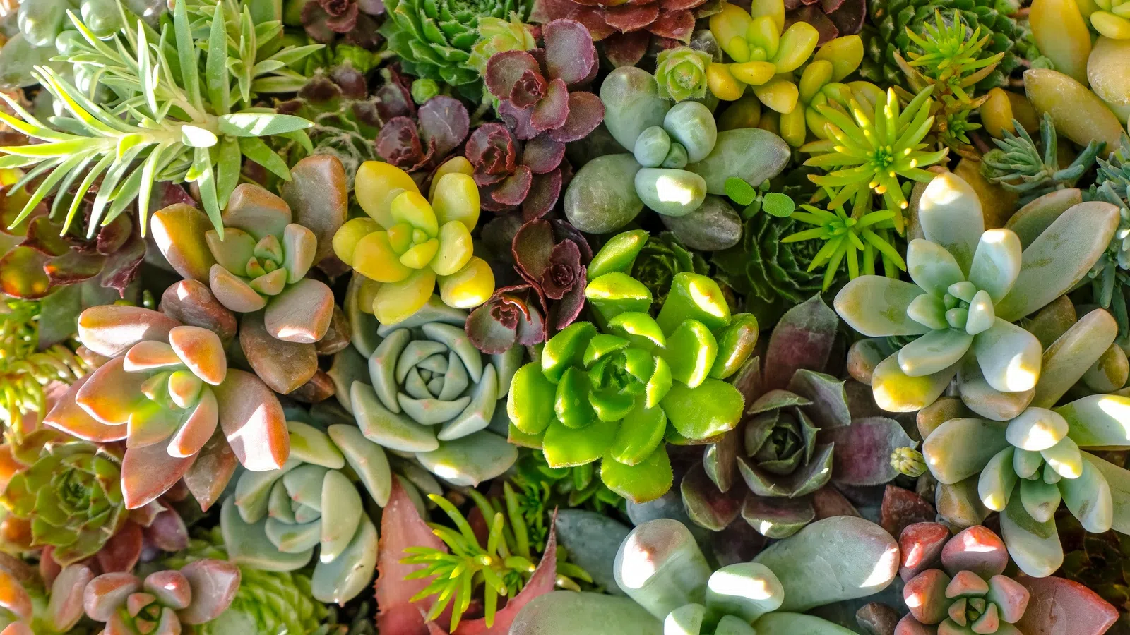 Close-up of diverse colorful succulent plants with various shapes and textures in natural sunlight.