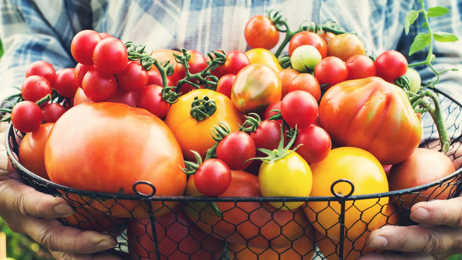 Person holding wire basket filled with various ripe tomatoes including red, yellow, and cherry tomatoes.
