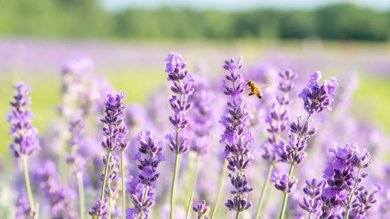 Close-up of purple lavender flowers with a bee collecting nectar in a sunlit green field.