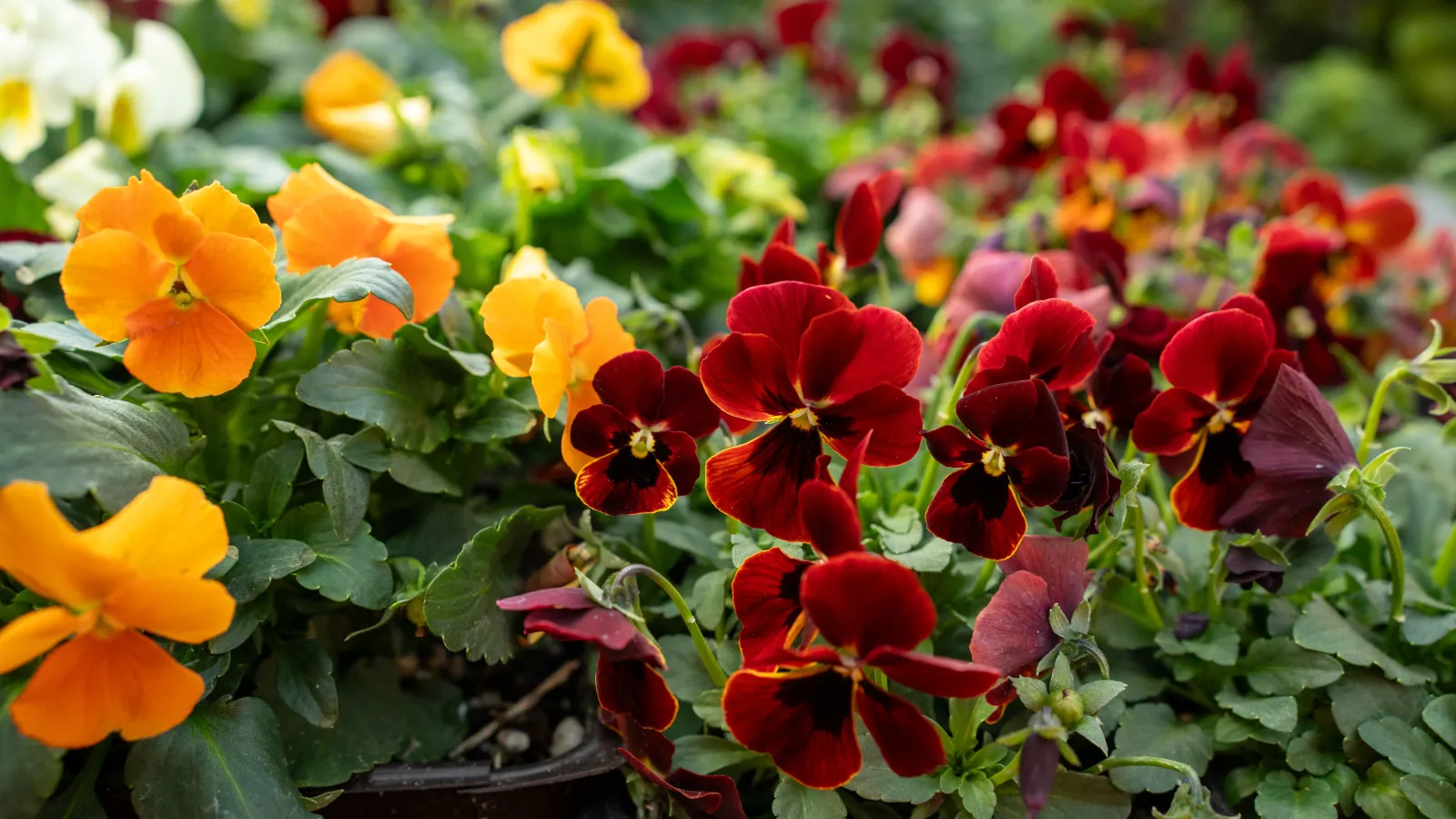 Close-up of vibrant red and orange pansy flowers blooming in a garden bed with green leaves.