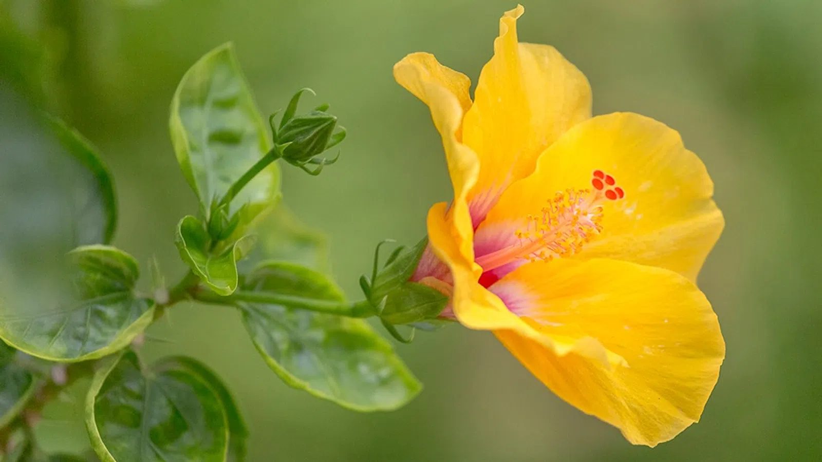 Close-up of a vibrant yellow hibiscus flower with green leaves and a soft blurred background.