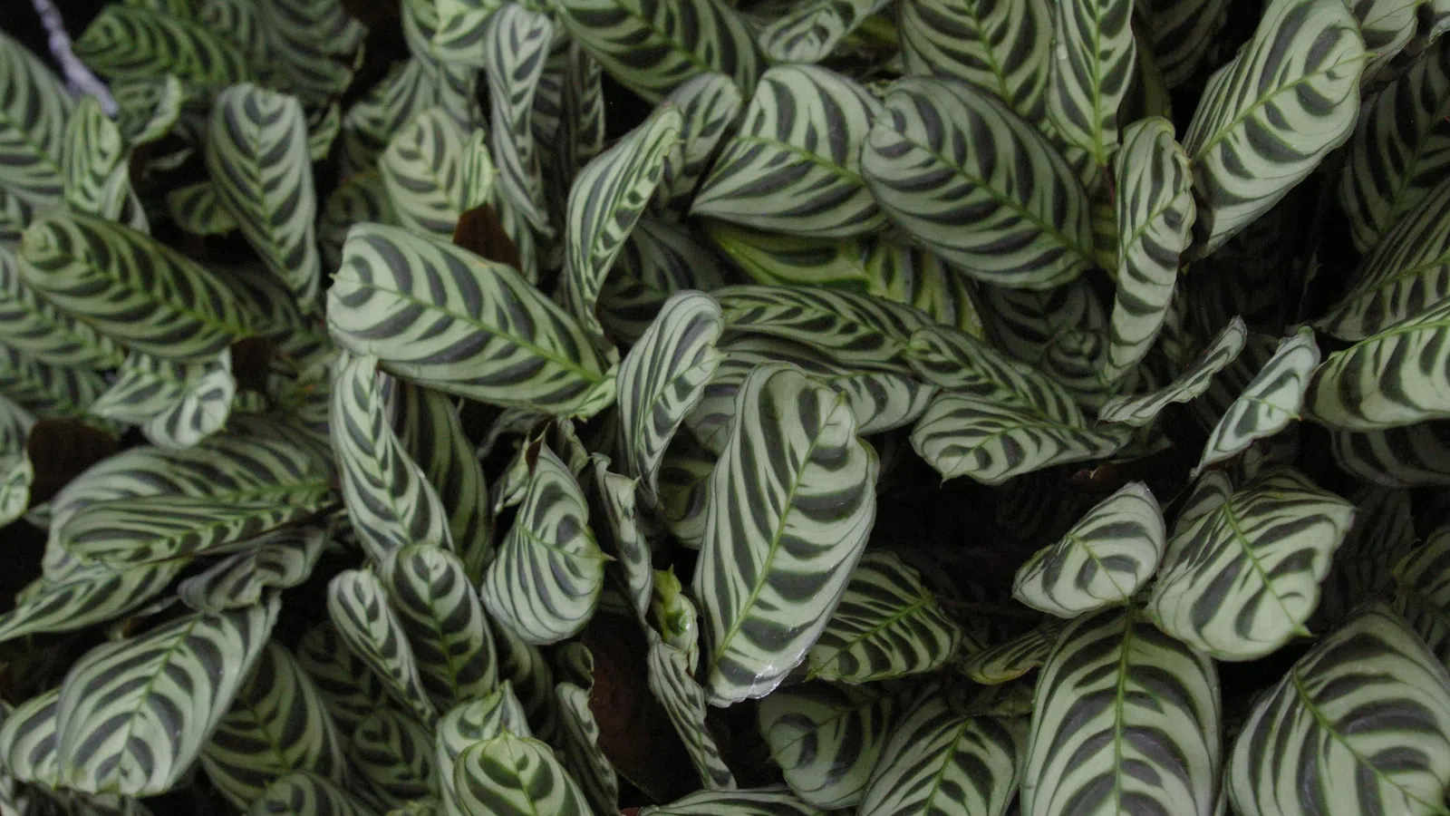 Close-up of lush green and white striped leaves densely covering the ground in natural light.