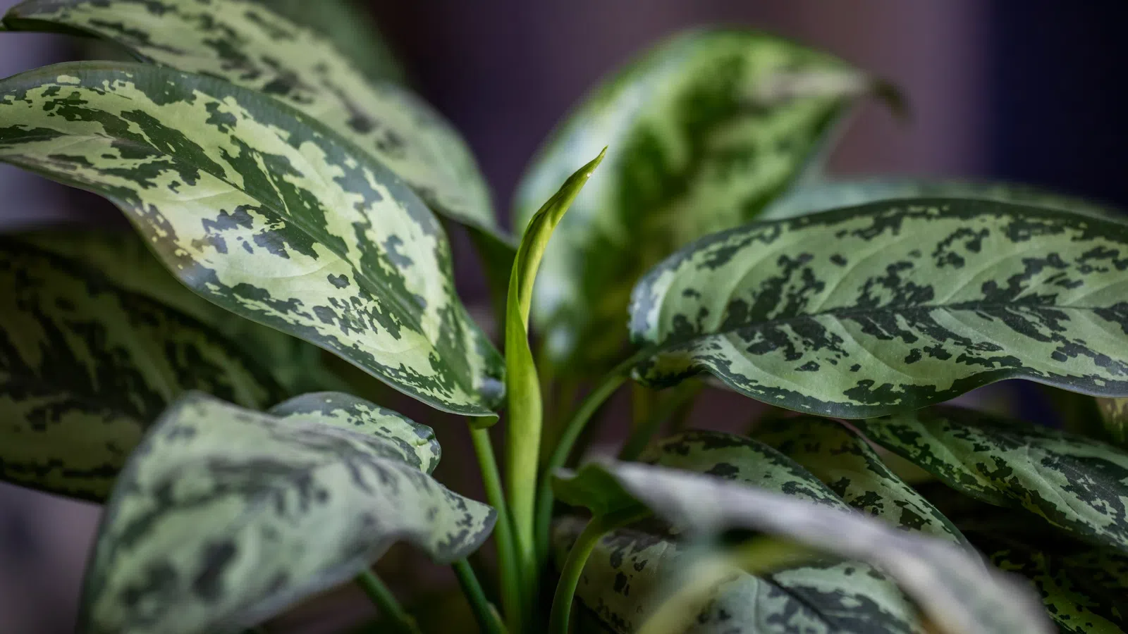 Close-up of green and white variegated Dieffenbachia plant leaves with a new shoot in center.
