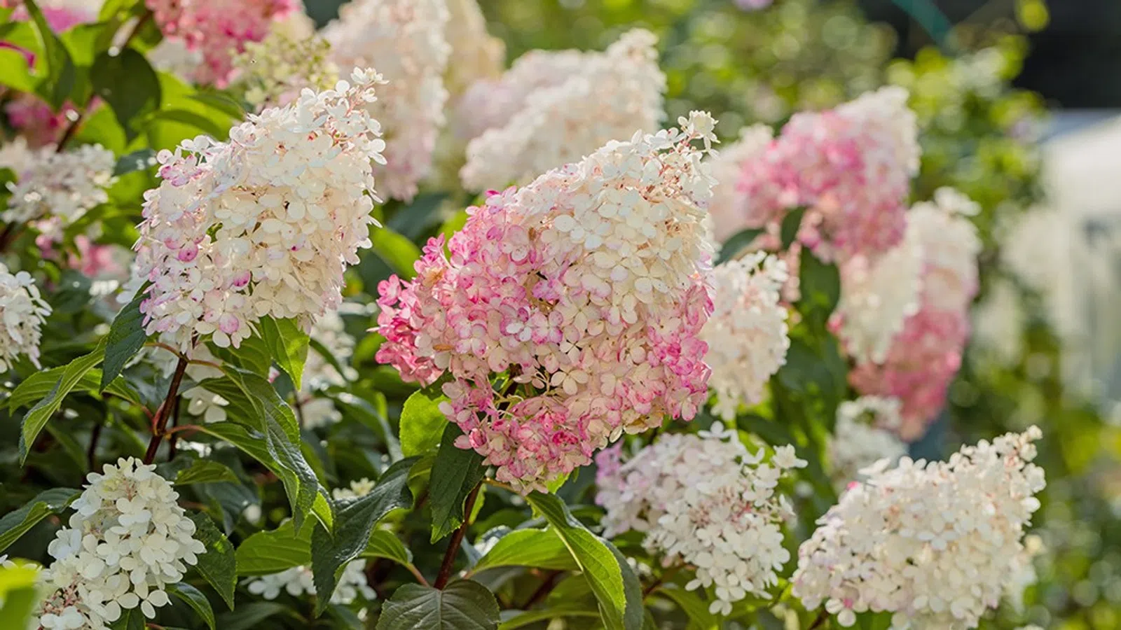Close-up of pink and white hydrangea flowers blooming on green leafy bushes in a sunny garden.