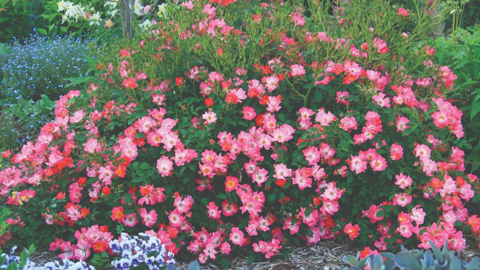 Lush garden with vibrant pink flowers, green foliage, and a house window in the background on a sunny day