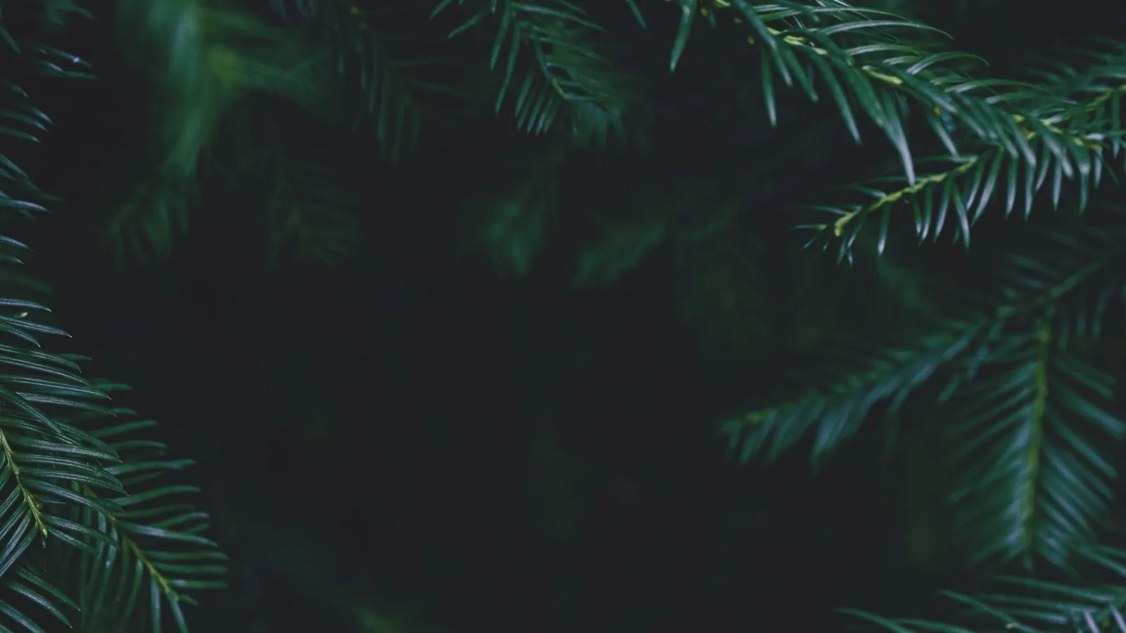 Close-up of dark green pine tree branches with sharp needles against a black background.