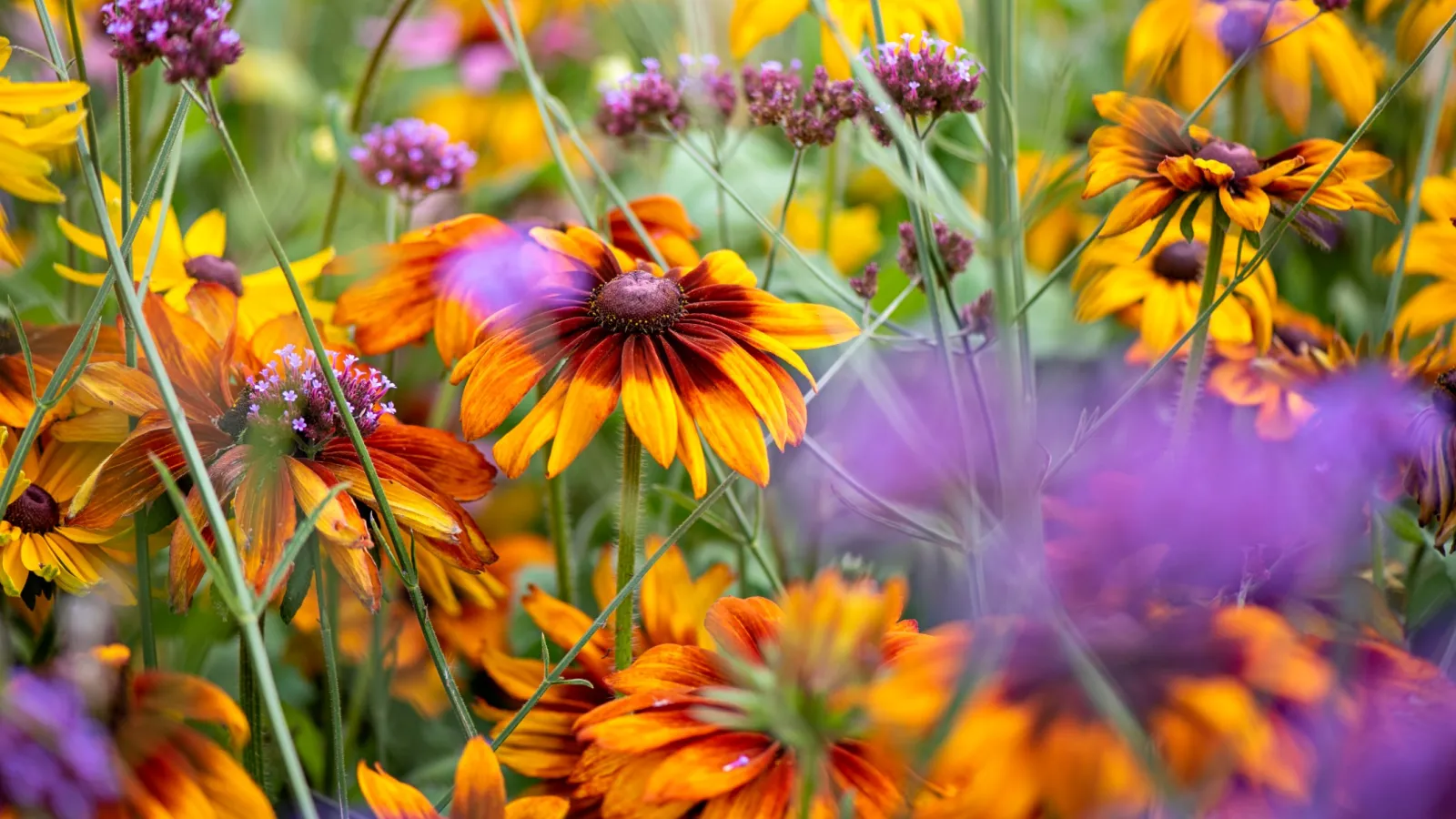 Close-up of bright orange and yellow flowers with purple blooms in a vibrant garden setting.
