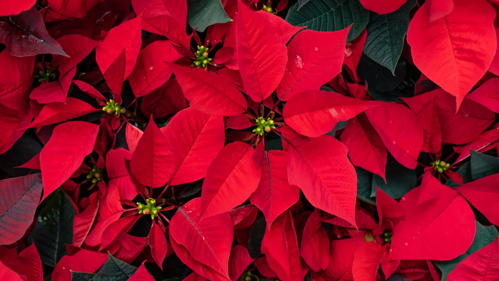Close-up of vibrant red poinsettia leaves with small yellow-green flower buds and dark green foliage.