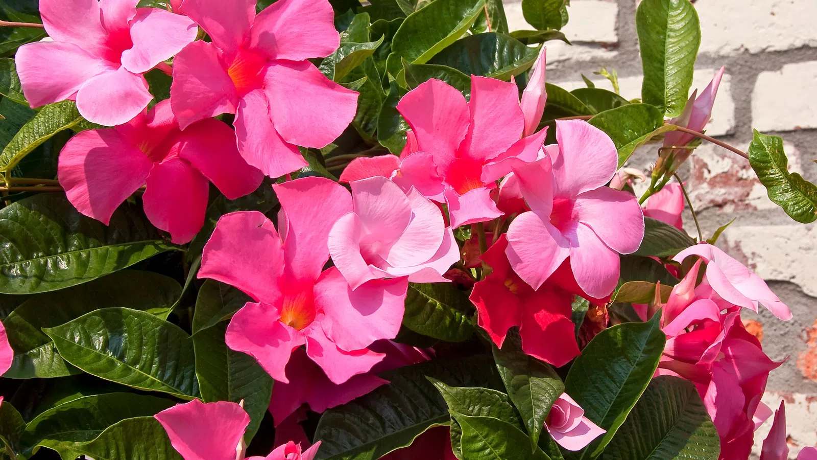 Bright pink Mandevilla flowers with glossy green leaves against a white brick wall background.
