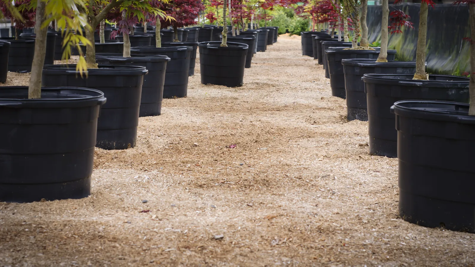 Rows of potted trees with red and green leaves lined along a wood chip pathway in a nursery.