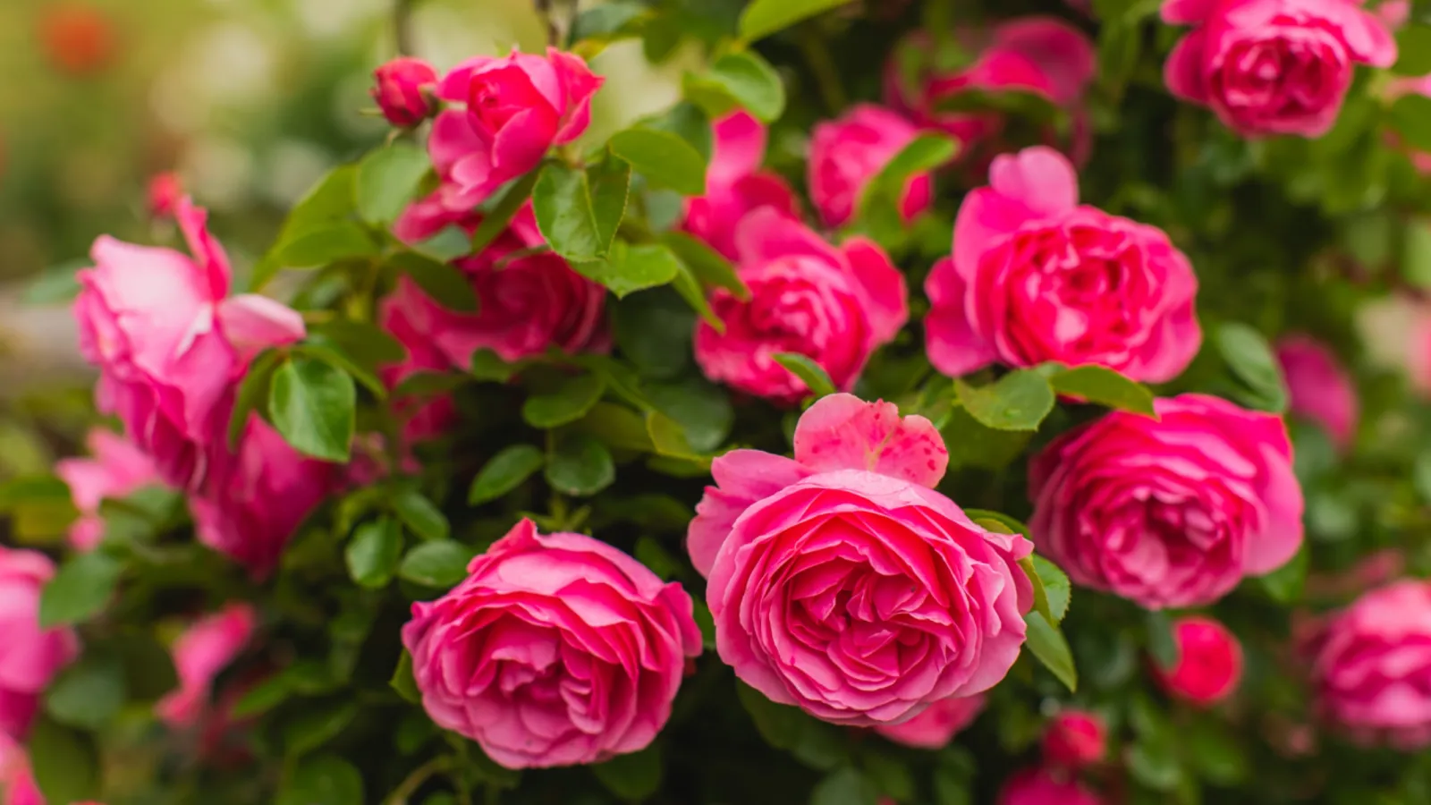 Close-up of vibrant pink roses blooming among lush green leaves in a garden setting.