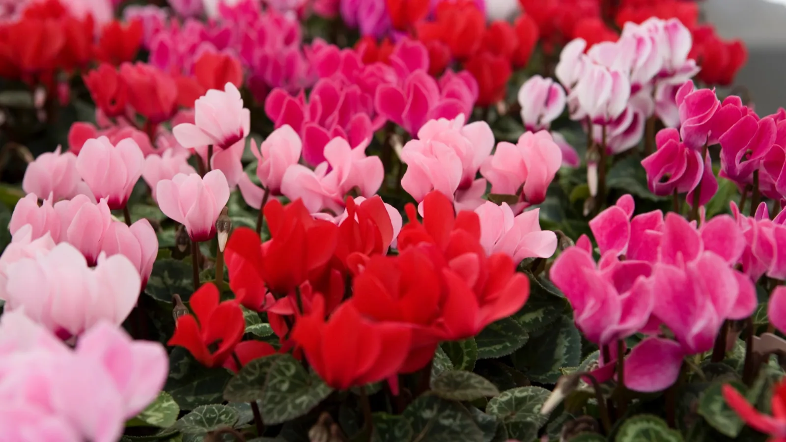 Vibrant cyclamen flowers in shades of red, pink, and white blooming densely together with green leaves