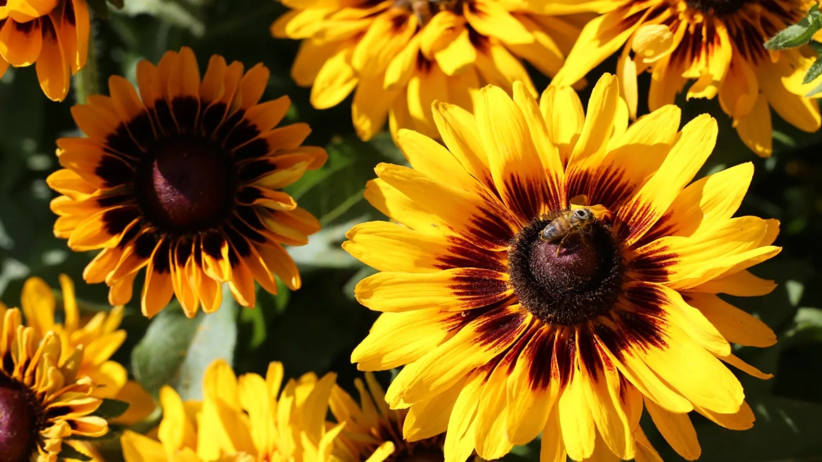 Bright yellow and brown flowers with a bee collecting pollen in natural sunlight with green leaves in the background