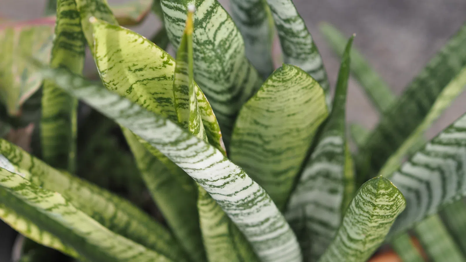 Close-up of snake plant leaves with green and light green variegated patterns in natural light.