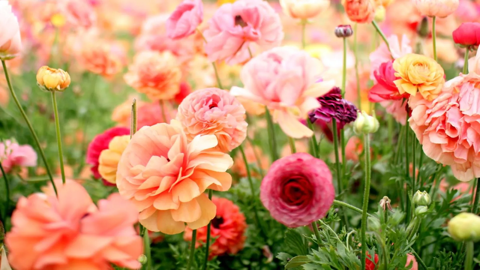 Field of colorful ranunculus flowers in shades of pink, orange, and red blooming in a garden.