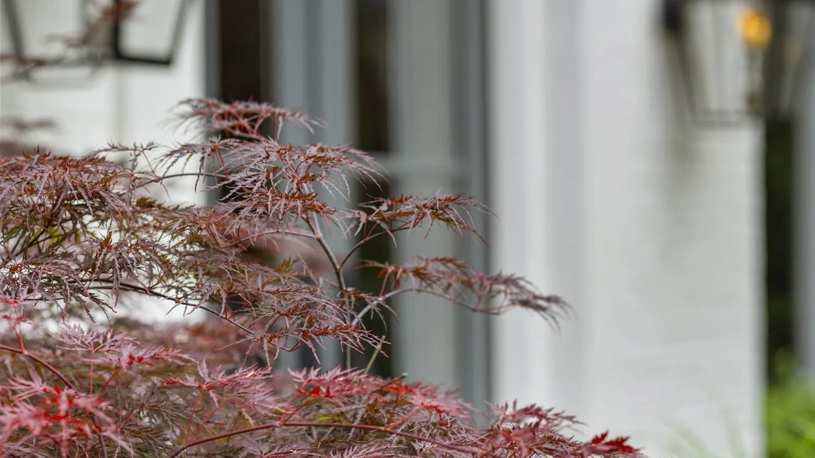 Japanese maple leaves with red hues in front of gray doors and black lanterns on white house exterior