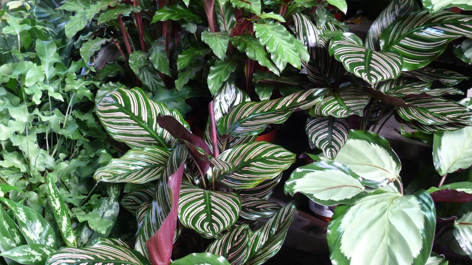 Close-up of various tropical houseplants with patterned green and white leaves in natural light