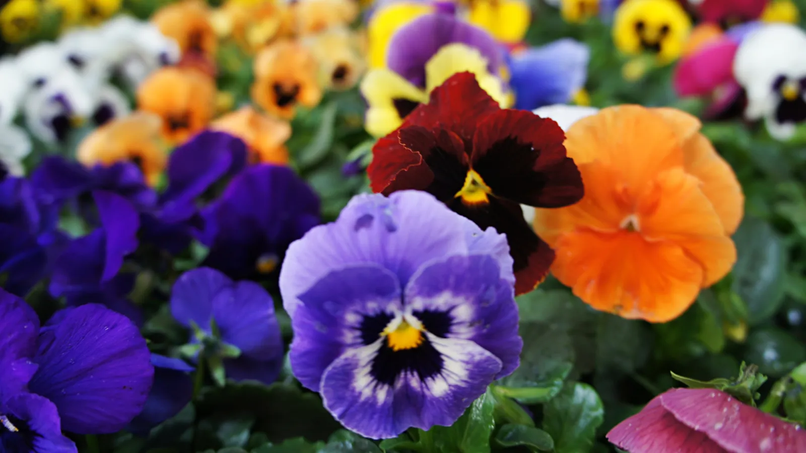 Close-up of vibrant pansy flowers in purple, orange, red, and yellow blooming in a garden bed.