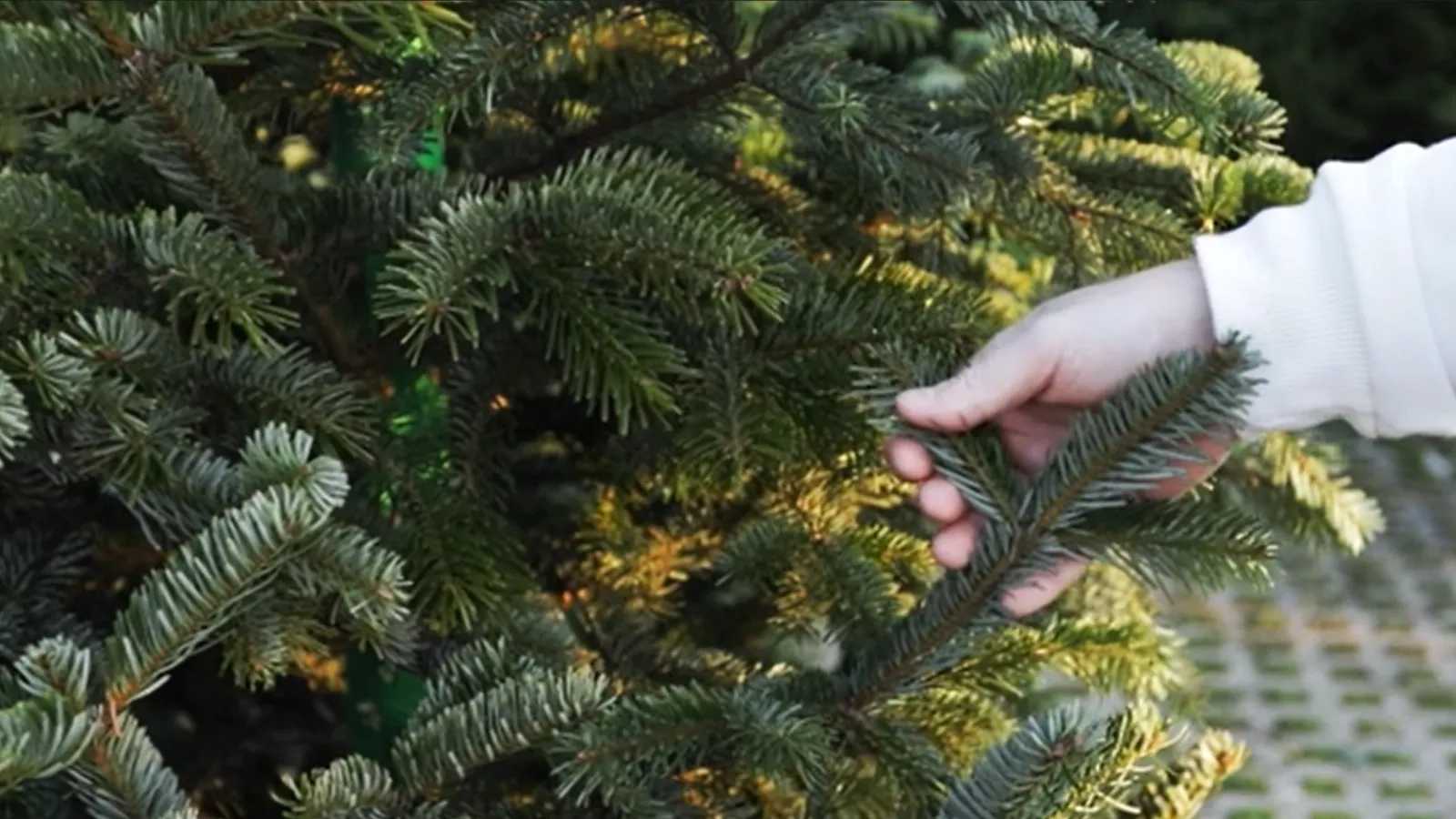 Person holding a branch of a lush green fir tree outdoors with sunlight filtering through the needles
