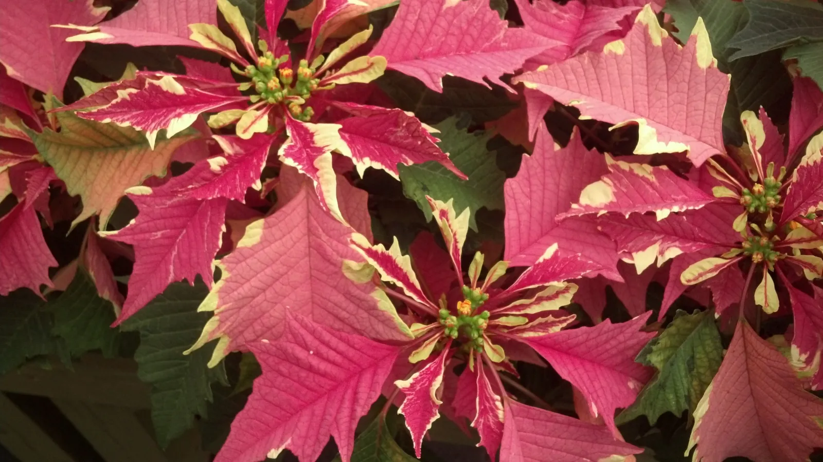 Close-up of pink poinsettia leaves with cream edges and green foliage in the background.