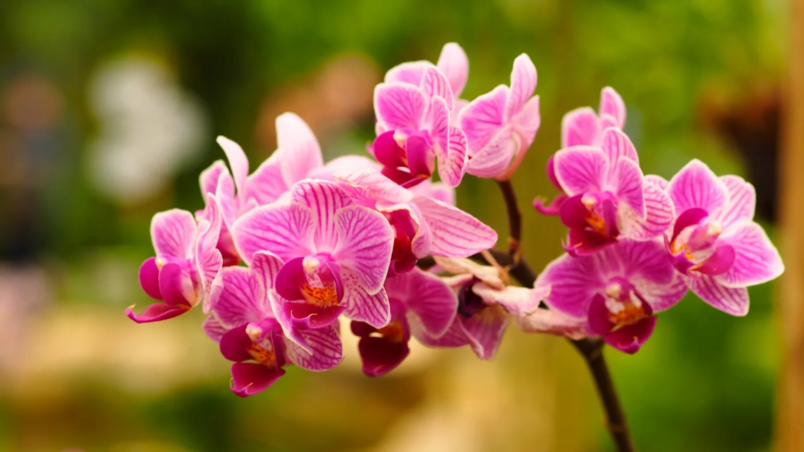 Close-up of vibrant pink and white orchids with detailed petals against a blurred green background