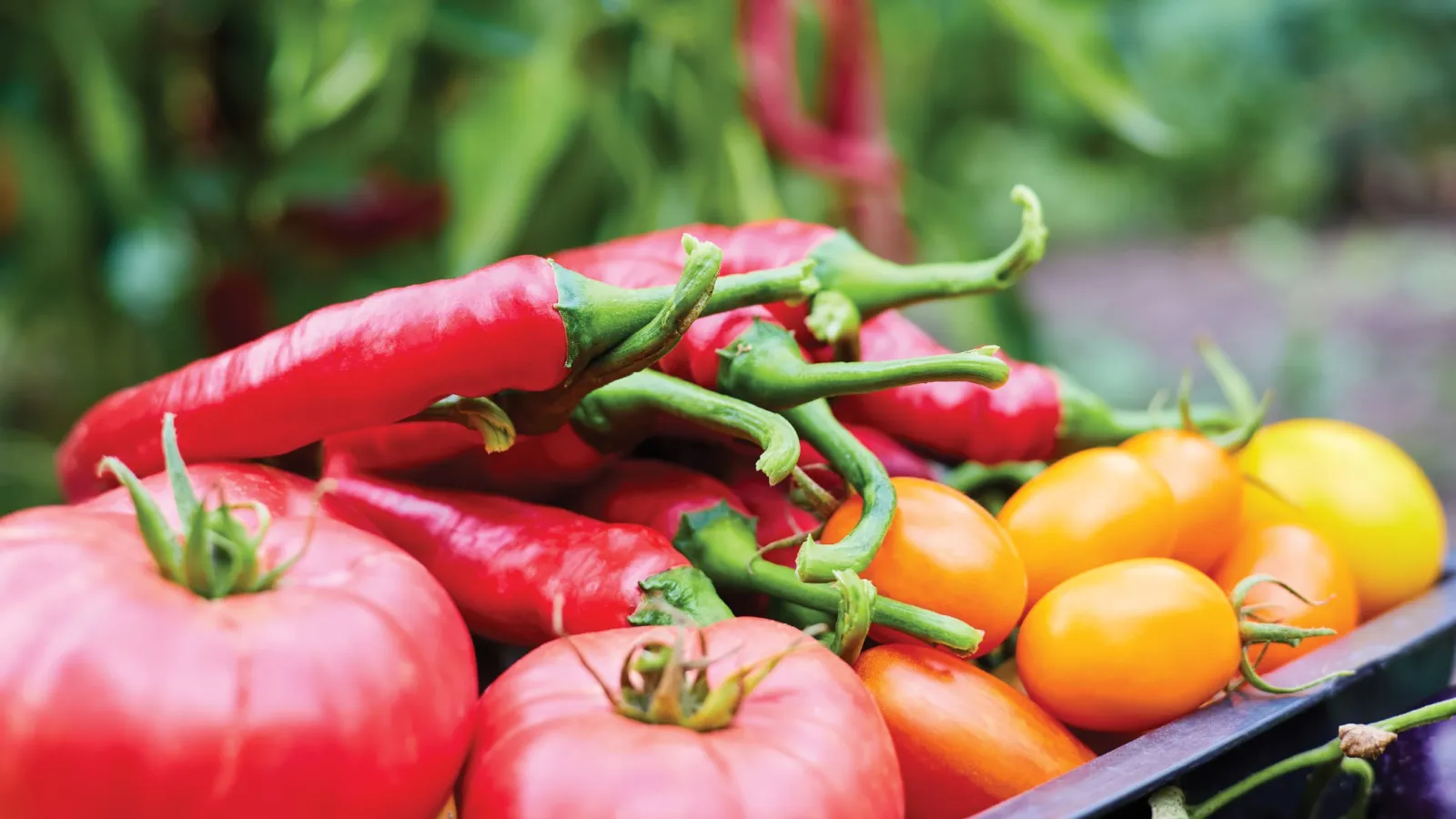 Fresh red chili peppers and various tomatoes including red and yellow heirloom tomatoes on a tray outdoors.